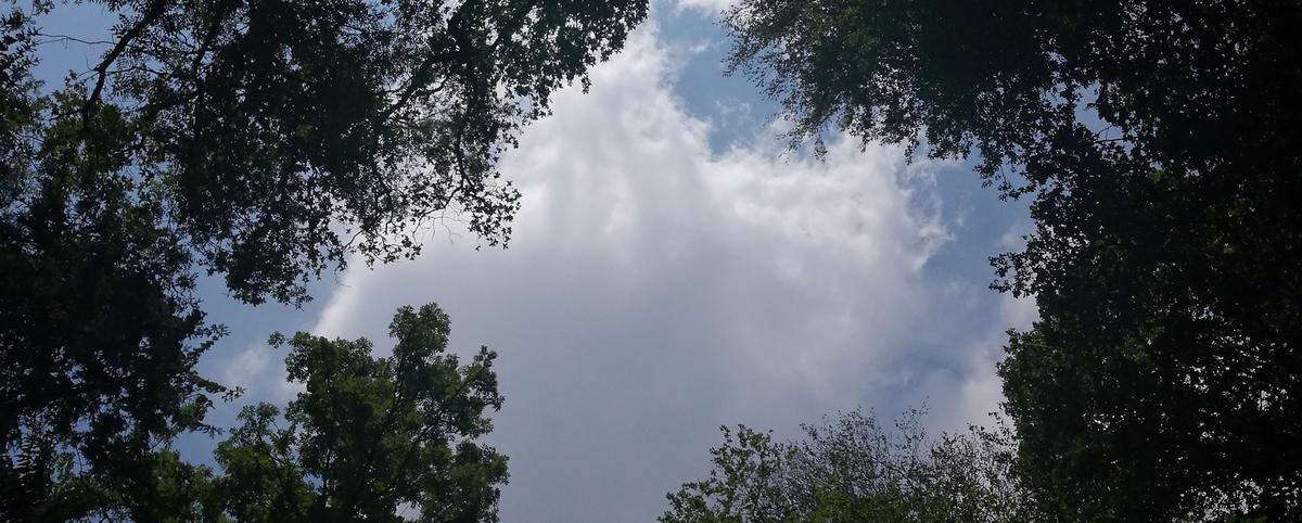 Blick durch Baumkronen in den wolkenbehangenen Himmel