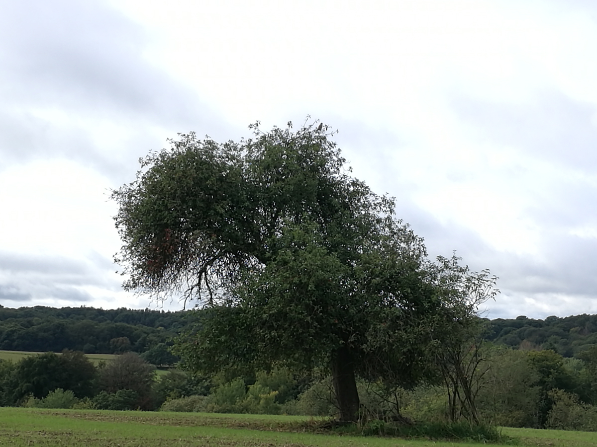 Alter Birnenbaum auf Wiese in Neunkirchen-Seelscheid