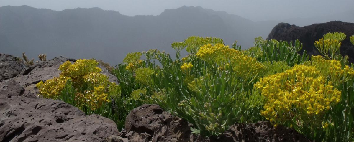 Pflanzen im Gebiet des Roque de los Muchachos auf La Palma